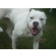 American Bulldog - Hündin