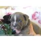 American Bulldog - Rüde