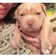 American Bulldog - Rüde
