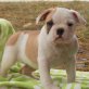 American Bulldog Welpen, American Bulldog - Rüde