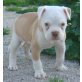 American Bulldog Welpen, American Bulldog Welpen - Rüde