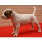 American Bulldog Welpen - Hündin