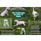 American Bulldog Welpen - Hündin