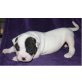 American Bulldog Welpen - Hündin