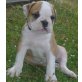 American Bulldog Welpen - Hündin
