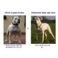 American Bulldog Welpen - Rüde