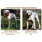 American Bulldog Welpen - Rüde