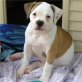 American Bulldog Welpen - Rüde