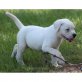 American Bulldog Welpen - Rüde