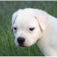 American Bulldog Welpen - Rüde