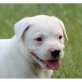 American Bulldog Welpen - Rüde