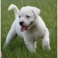American Bulldog Welpen - Rüde