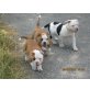 American Bulldog Welpen - Rüde