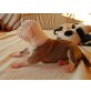 American Bulldog Welpen - Rüde