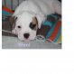 American Bulldog Welpen - Rüde