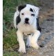 American Bulldog Welpen - Rüde