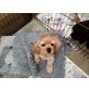 American Cocker Spaniel Hunde, Amerikanischer Cockerspaniel - Hündin