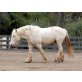 American Creme Horse - Stute