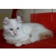 American Curl Longhair - Kater