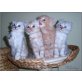 American Curl Longhair - Katze