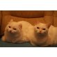 American Curl Perser - Kater