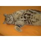 American Curl Shorthair - Katze