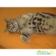 American Curl Shorthair - Katze