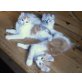 American Curls - Halblanghaarkatzen, Maine Coon - Kater