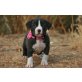 American Pit Bull Terrier. - Rüde