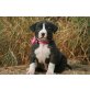 American Pit Bull Terrier. - Rüde