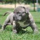 American Pit Bull Terrier Welpe, Amerikanischer Pit-Bullterrier - Rüde