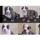 American Pitbull Terrier Blueline & Bluefawn , Amerikanischer Pit-Bullterrier - Hündin