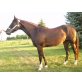 American Quarter Pony - Stute