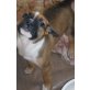 American Stafford-Schäferhund mix Welpen - Hündin