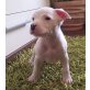 American Staffordshire Terrier 'Amstaff', Amerikanischer Staffordshire-Terrier - Rüde