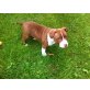 American Staffordshire Terrier pitt bull, Amerikanischer Pit-Bullterrier - Hündin