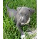 American Staffordshire Terrier pitt bull Ter, Amerikanischer Staffordshire-Terrier - Hündin