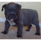 American Staffordshire Terrier pitt bull Terr, Amerikanischer Pit-Bullterrier - Hündin