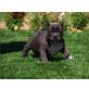 American Staffordshire Terrier pitt bull Terr, Amerikanischer Pit-Bullterrier - Rüde
