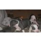 American pitbull-terrier blueline welpen, Amerikanischer Pit-Bullterrier - Hündin