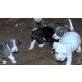 American staffordshire terrier welpen, Amerikanischer Staffordshire-Terrier - Rüde