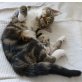 Amerikanisch KH + Europäisch KH - Katze