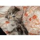 Amerikanisch/Norwegische Waldkatze - Kater
