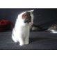 Amerikanische KH - Kater