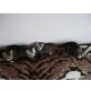Amerikanische - Katze