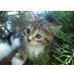 Amerikanische Kurzhaarkatze/Europäischer KK - Kater