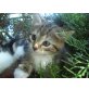 Amerikanische Kurzhaarkatze/Europäischer KK - Kater