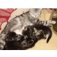 Amerikanische Kurzhaarkatze= - Kater