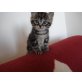 Amerikanische Kurzhaarkatze= - Kater