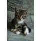 Amerikanische Kurzhaarkatze - Kater